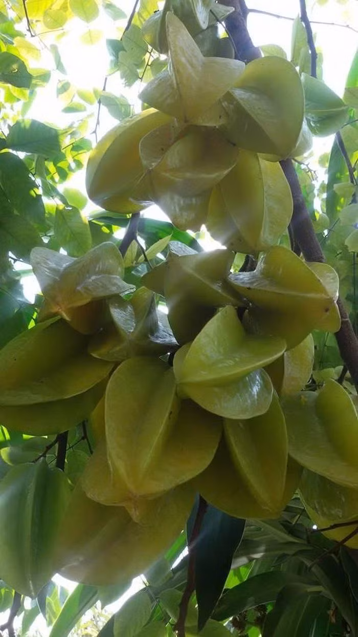 Theo nghệ sĩ Giang “còi” chia sẻ mảnh đất này anh mua từ những năm 1994 với giá 27 triệu. Sau này Vĩnh Phúc được đổi về Hà Nội, mảnh đất này có giá hơn xưa nhưng đối với anh, mảnh đất này có giá thế nào, anh cũng không bán chúng.