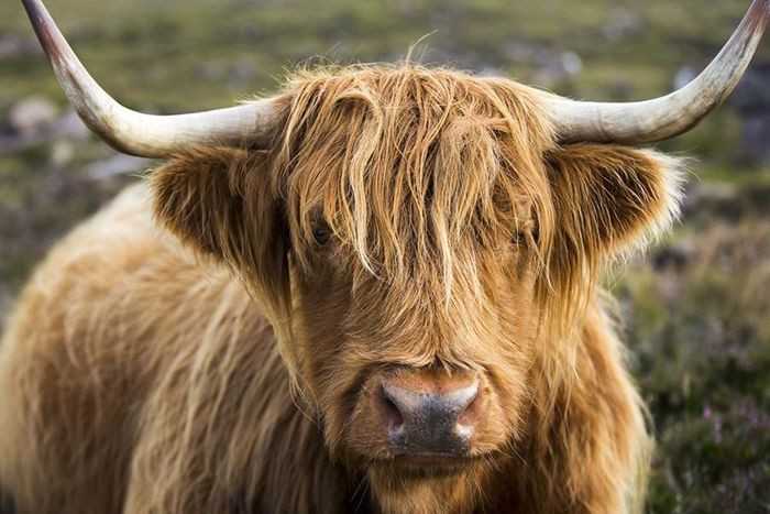 Những loài động vật sở hữu bộ lông kỳ lạ nhất thế giới ảnh 1 Những loài động vật sở hữu bộ lông kỳ lạ nhất thế giới ảnh 1