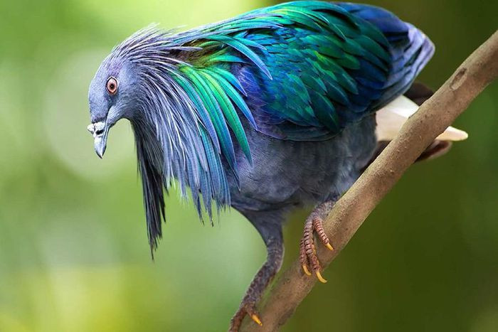 Những loài động vật sở hữu bộ lông kỳ lạ nhất thế giới ảnh 11 Những loài động vật sở hữu bộ lông kỳ lạ nhất thế giới ảnh 11