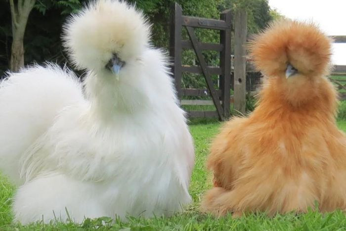 Những loài động vật sở hữu bộ lông kỳ lạ nhất thế giới ảnh 7 Những loài động vật sở hữu bộ lông kỳ lạ nhất thế giới ảnh 7