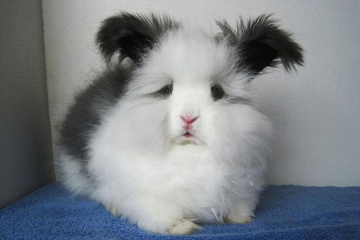 Những loài động vật sở hữu bộ lông kỳ lạ nhất thế giới ảnh 13 Những loài động vật sở hữu bộ lông kỳ lạ nhất thế giới ảnh 13