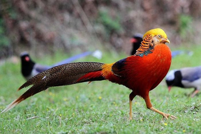 Những loài động vật sở hữu bộ lông kỳ lạ nhất thế giới ảnh 19 Những loài động vật sở hữu bộ lông kỳ lạ nhất thế giới ảnh 19