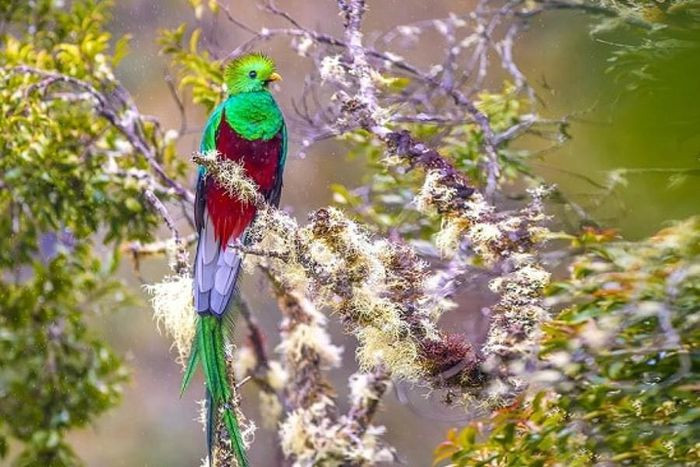 Những loài động vật sở hữu bộ lông kỳ lạ nhất thế giới ảnh 16 Những loài động vật sở hữu bộ lông kỳ lạ nhất thế giới ảnh 16