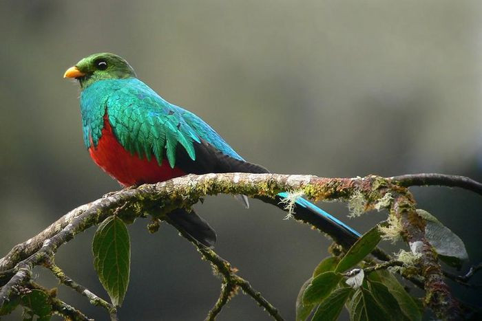 Những loài động vật sở hữu bộ lông kỳ lạ nhất thế giới ảnh 18 Những loài động vật sở hữu bộ lông kỳ lạ nhất thế giới ảnh 18