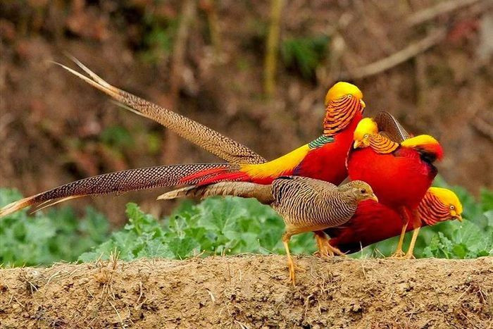 Những loài động vật sở hữu bộ lông kỳ lạ nhất thế giới ảnh 21 Những loài động vật sở hữu bộ lông kỳ lạ nhất thế giới ảnh 21