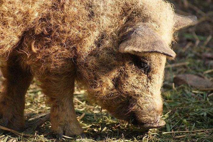 Những loài động vật sở hữu bộ lông kỳ lạ nhất thế giới ảnh 24 Những loài động vật sở hữu bộ lông kỳ lạ nhất thế giới ảnh 24