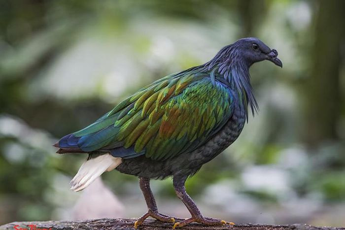 Những loài động vật sở hữu bộ lông kỳ lạ nhất thế giới ảnh 12 Những loài động vật sở hữu bộ lông kỳ lạ nhất thế giới ảnh 12