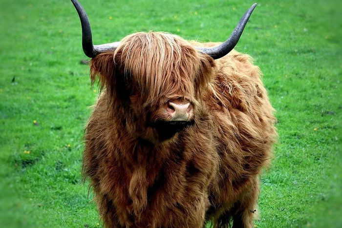 Những loài động vật sở hữu bộ lông kỳ lạ nhất thế giới ảnh 2 Những loài động vật sở hữu bộ lông kỳ lạ nhất thế giới ảnh 2