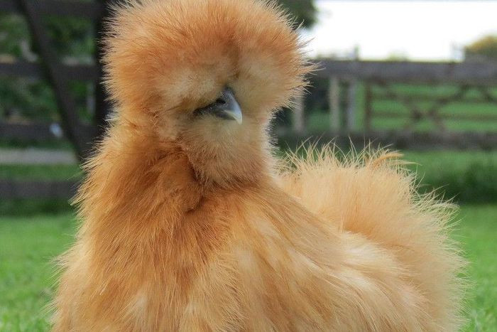 Những loài động vật sở hữu bộ lông kỳ lạ nhất thế giới ảnh 8 Những loài động vật sở hữu bộ lông kỳ lạ nhất thế giới ảnh 8