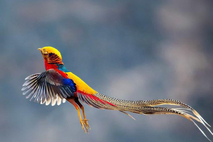 Những loài động vật sở hữu bộ lông kỳ lạ nhất thế giới ảnh 20 Những loài động vật sở hữu bộ lông kỳ lạ nhất thế giới ảnh 20