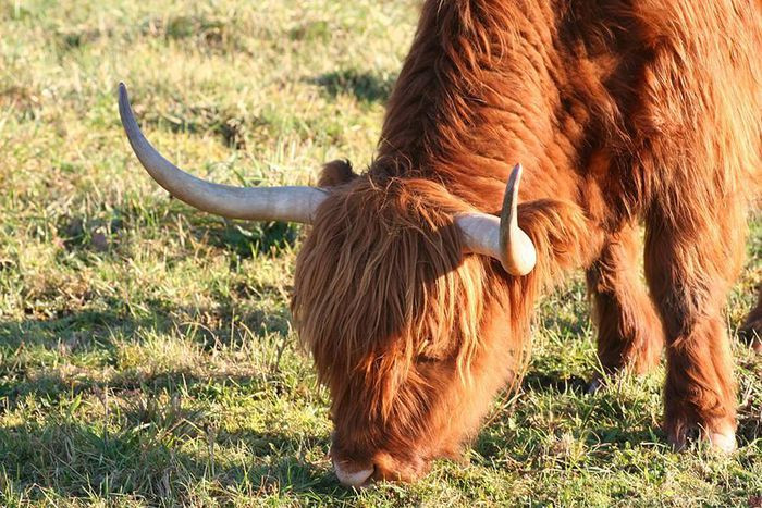Những loài động vật sở hữu bộ lông kỳ lạ nhất thế giới ảnh 3 Những loài động vật sở hữu bộ lông kỳ lạ nhất thế giới ảnh 3