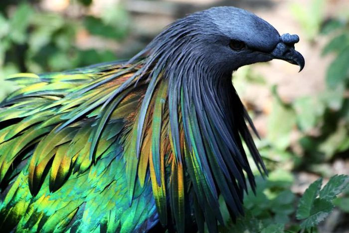 Những loài động vật sở hữu bộ lông kỳ lạ nhất thế giới ảnh 10 Những loài động vật sở hữu bộ lông kỳ lạ nhất thế giới ảnh 10