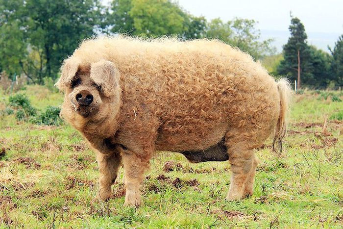 Những loài động vật sở hữu bộ lông kỳ lạ nhất thế giới ảnh 22 Những loài động vật sở hữu bộ lông kỳ lạ nhất thế giới ảnh 22