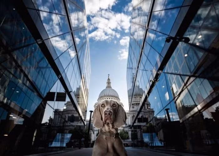 "Chiếc mũ của chó" - Alessandro Po.