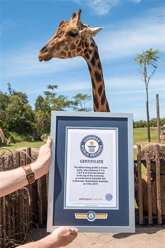 Chứng nhận kỷ lục Guiness đáng kinh ngạc dành cho Forest sinh sốngtrong Sở thú ở Australia.