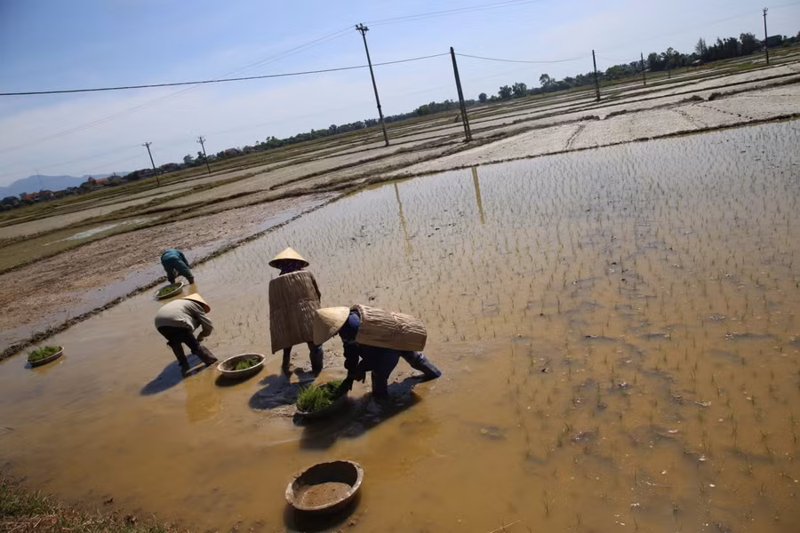Để tránh nóng bà con nông dân thường ra đồng từ sáng sớm. Các bà, các chị còn trang bị thêm "bảo bối" là những chiếc áo tơi để chống nóng.