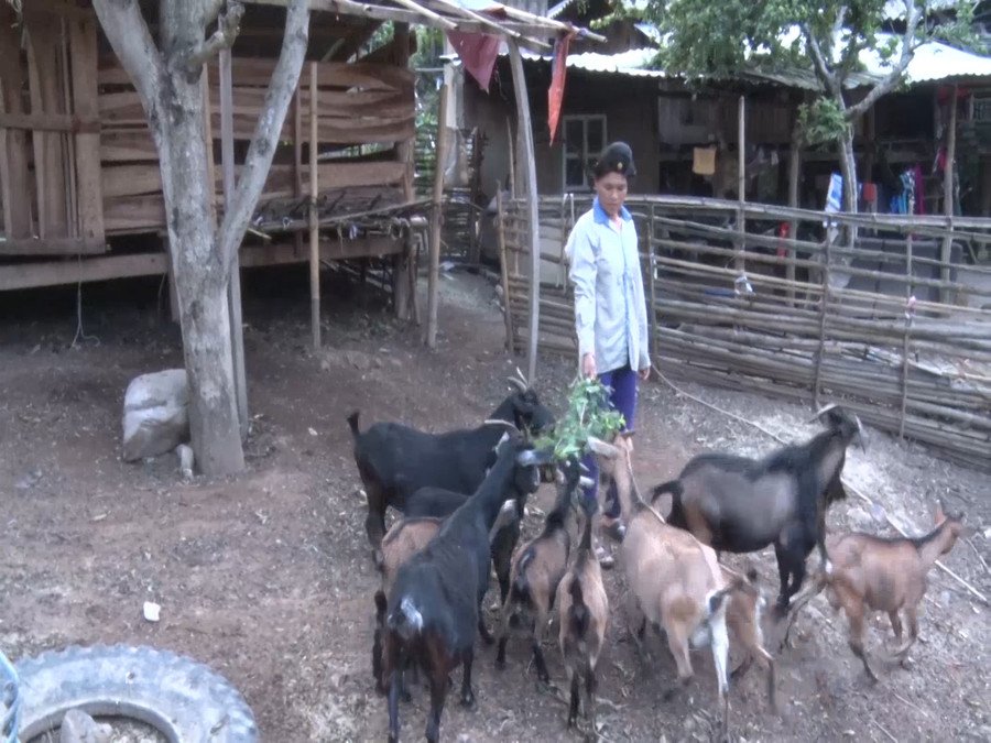 Mô hình chăn nuôi dê ở Sốp Cộp (Sơn La) giúp người dân xóa nghèo bền vững Mô hình chăn nuôi dê ở Sốp Cộp (Sơn La) giúp người dân xóa nghèo bền vững