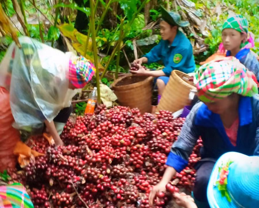 Người dân xã Chế Tạo thu hái thảo quả