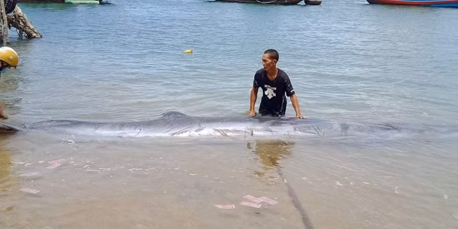 Ngay sau đó, ông Toàn đã thông báo đến chính quyền địa phương để hỗ trợ lai dắt xác cá vào bờ.