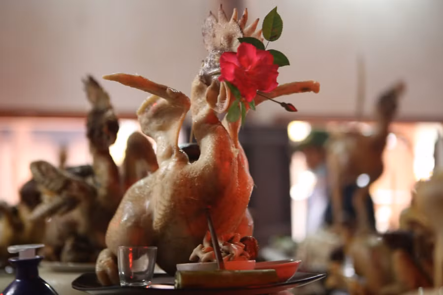 Một thế gà ngồi ngậm hoa hồng ở mỏ