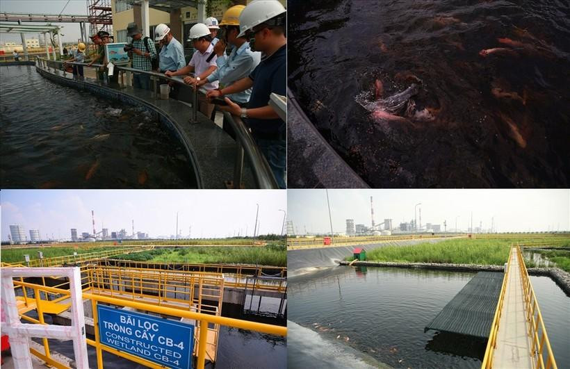 Từng đàn cá tung tăng bơi lộ tại hồ chứa, nơi có nước thải qua xử lý bằng hệ thống hồ sinh học. Từng đàn cá tung tăng bơi lộ tại hồ chứa, nơi có nước thải qua xử lý bằng hệ thống hồ sinh học.