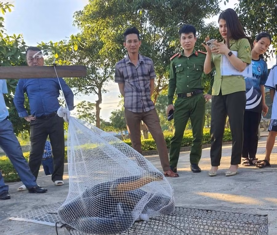 Con rắn có trọng lượng 2,6kg và dài 3m.