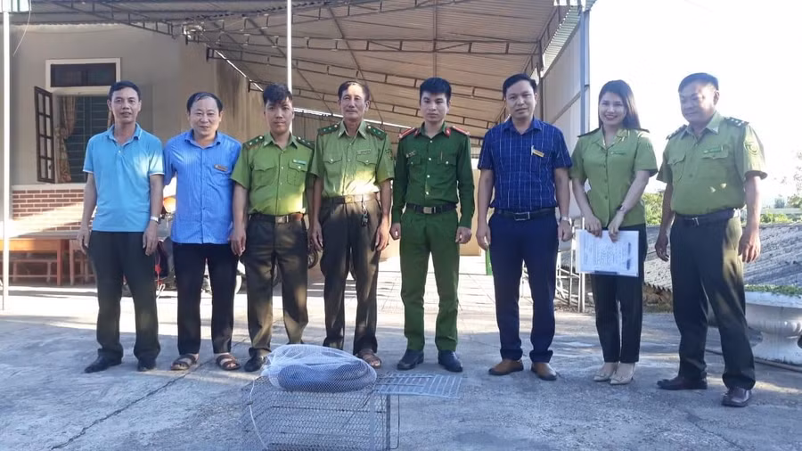 Hạt Kiểm lâm huyện Kỳ Anh đã bàn giao cá thể rắn hổ chúa cho Vườn Quốc gia Vũ Quang để thả về tự nhiên.
