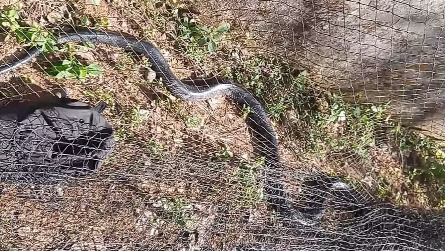 Con rắn hổ mang chúa được phát hiện tại Trường THCS Kỳ Sơn (huyện Kỳ Anh, Hà Tĩnh).