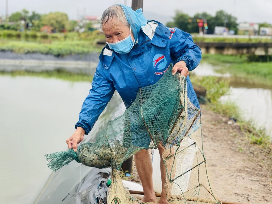 Người dân thu hoạch tôm trước vụ