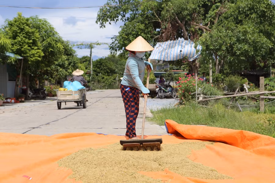 Tận dụng chút nắng hửng, bà Lê Thị Hải (phường Thạch Quý, TP Hà Tĩnh) phơi thóc. "Đúng ra thì lúa phải vài tuần nữa gặt là vừa, nhưng mưa bão thì đổ rạp hết nên thà gặt lúa sớm tý còn hơn mất trắng", bà Hải cho hay.