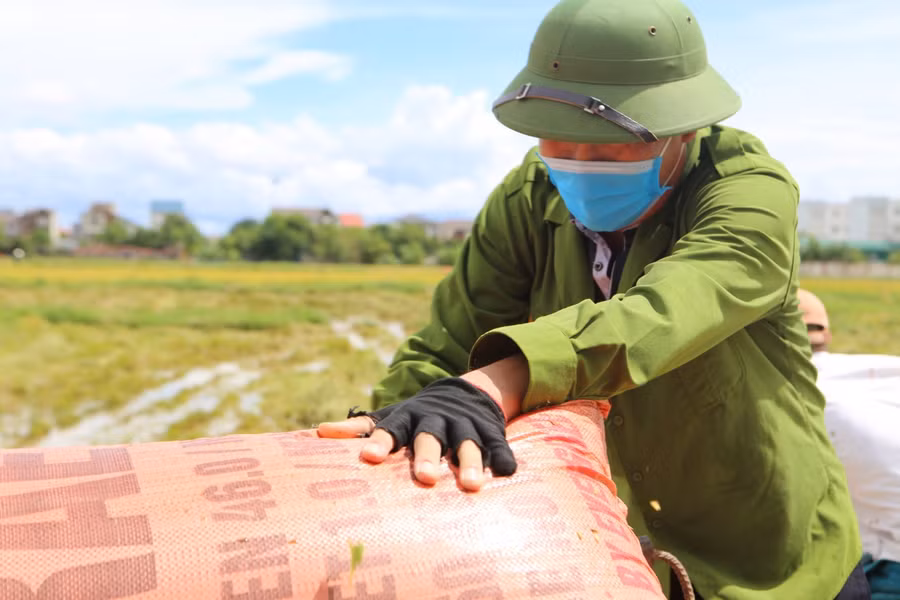 Tính đến thời điểm hiện nay, bà con nông dân Hà Tĩnh đa thu hoạch được khoảng 40.000 hecta lúa hè thu, chiếm tỷ lệ hơn 80% diện tích gieo trồng