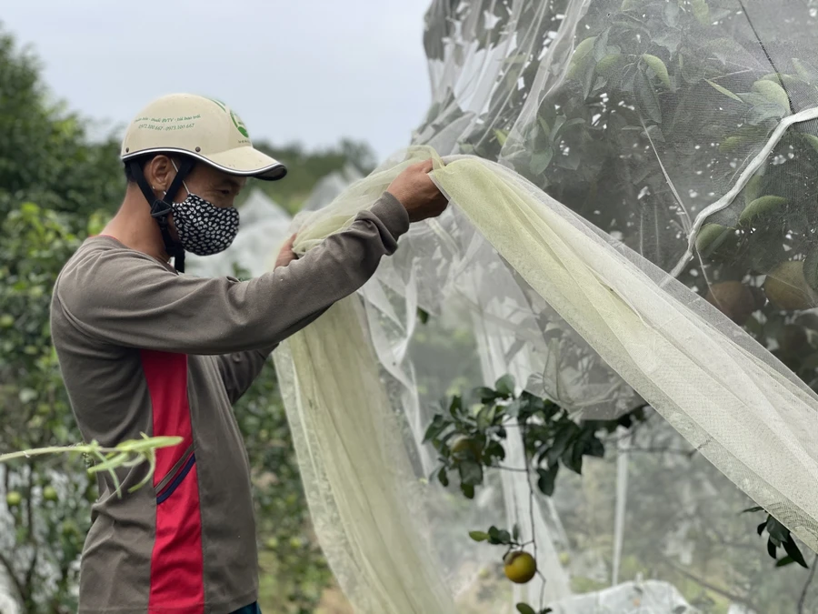 Hà Tĩnh: Cam "trùm màn" vào vụ thu hoạch