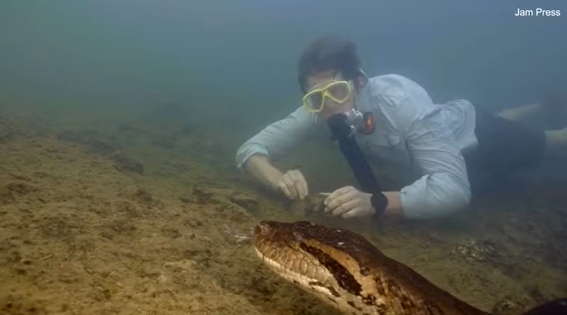 Trăn Anaconda xanh phương Bắc được phát hiện bởi người dẫn chương trình truyền hình về động vật hoang dã, Giáo sư Freek Vonk. Con trăn lớn nhất thế giới có bề ngang bằng đầu người