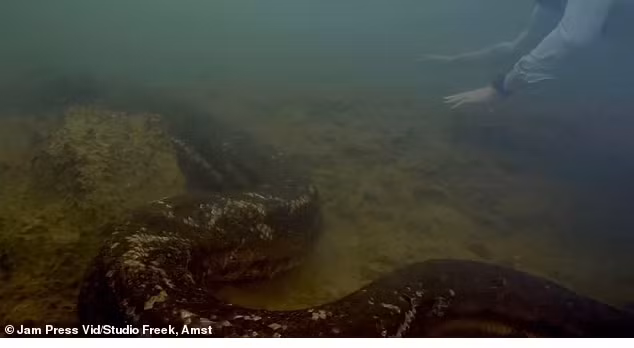 Cho đến nay, chỉ có một loài Anaconda xanh - còn gọi là Anaconda khổng lồ - được công nhận ở Amazon. Con trăn lớn nhất thế giới có bề ngang bằng đầu người