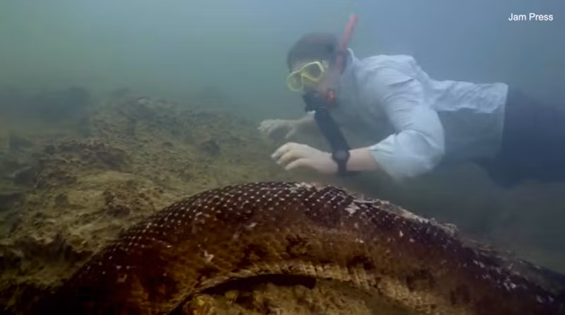 Nhà sinh vật học người Hà Lan đang bơi cạnh con trăn khổng lồ và mô tả kích thước đầu của nó tương đương với đầu người mà không có vẻ sợ hãi. Con trăn lớn nhất thế giới có bề ngang bằng đầu người