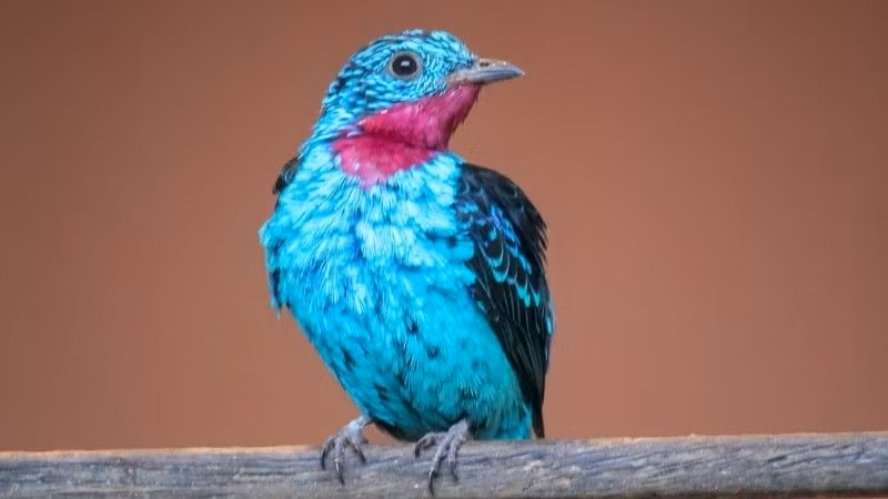 Ngắm 10 loài chim có bộ lông sặc sỡ nhất thế giới