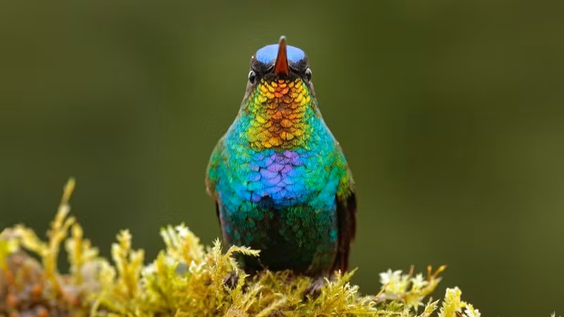 Ngắm 10 loài chim có bộ lông sặc sỡ nhất thế giới