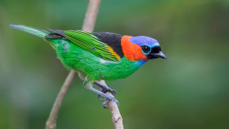 Ngắm 10 loài chim có bộ lông sặc sỡ nhất thế giới