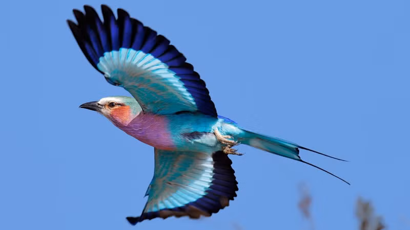 Ngắm 10 loài chim có bộ lông sặc sỡ nhất thế giới