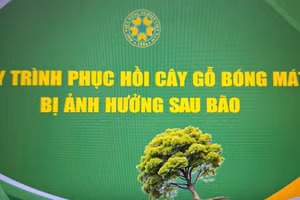 Quy trình phục hồi cây gỗ bóng mát bị ảnh hưởng sau bão