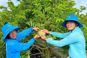 Trái mãng cầu na ở Tây Ninh mang lại thu nhập khấm khá cho người nông dân. Ảnh: N.Vy