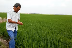 Nông dân ĐBSCL kiểm tra cây lúa trên đồng. Ảnh: Quốc Hải