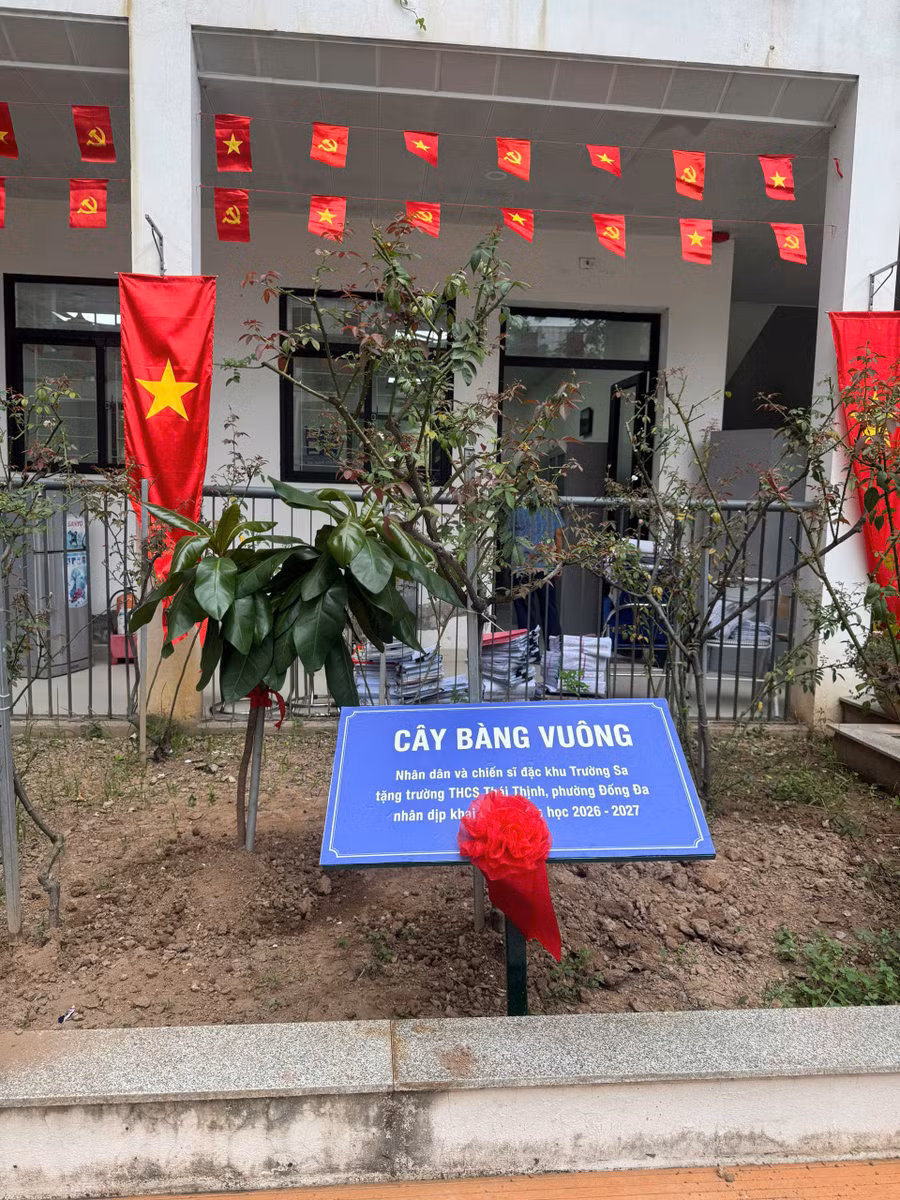 cay-bang.jpg
