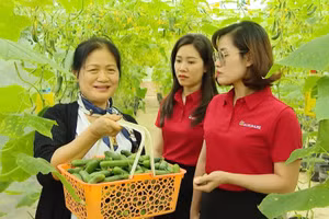 Bà Nguyễn Thị Tâm đang đưa cán bộ Agribank thu hoạch vườn cà chua trong nhà màng.