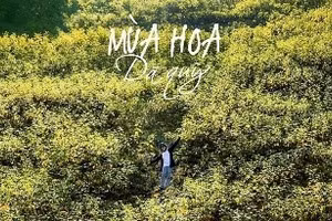 Những khu vườn hoa rực rỡ, với cỏ hoa cúc, hoa dã quỳ vàng rực.