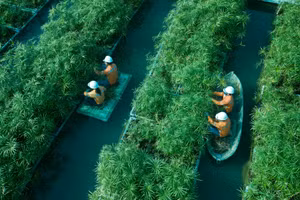  Khu vực bãi lọc sinh học của MHT