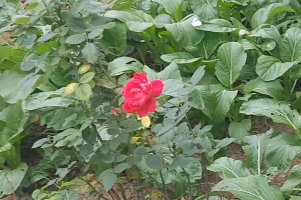 Khi vô tình bắt gặp một bông hoa nhỏ khoe sắc, tâm hồn ta bỗng hóa kẻ đương yêu, khẽ rung động với cuộc đời. Ảnh: Bình Thanh.