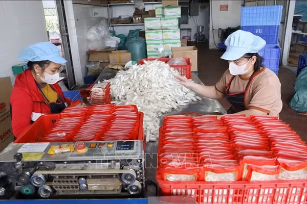  Công nhân Công ty TNHH Bánh kẹo đặc sản Thiên Đức (xã Đông Hưng) hối hả sản xuất các sản phẩm để phục vụ thị trường Tết.
