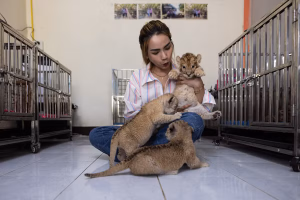 Chị Patamawadee Chanpithak đang nuôi hơn 80 cá thể sư tử.