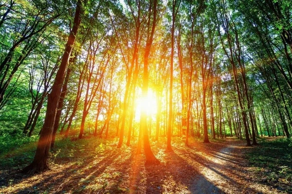 Các nhà khoa học đang tìm cách dùng ánh nắng Mặt trời để thu giữ CO₂.